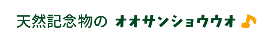 天然記念物のオオサンショウウオ