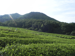 お茶園