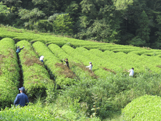 茶畑の手入れの様子